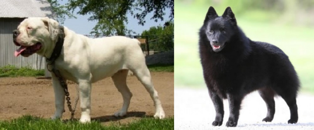 Schipperke vs Hermes Bulldogge - Breed Comparison