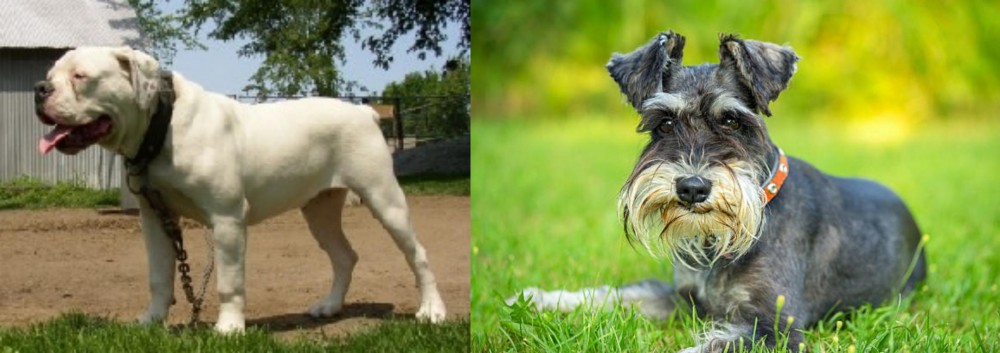 Schnauzer vs Hermes Bulldogge - Breed Comparison