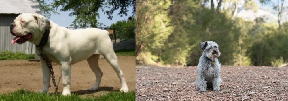 Schnoodle vs Hermes Bulldogge - Breed Comparison
