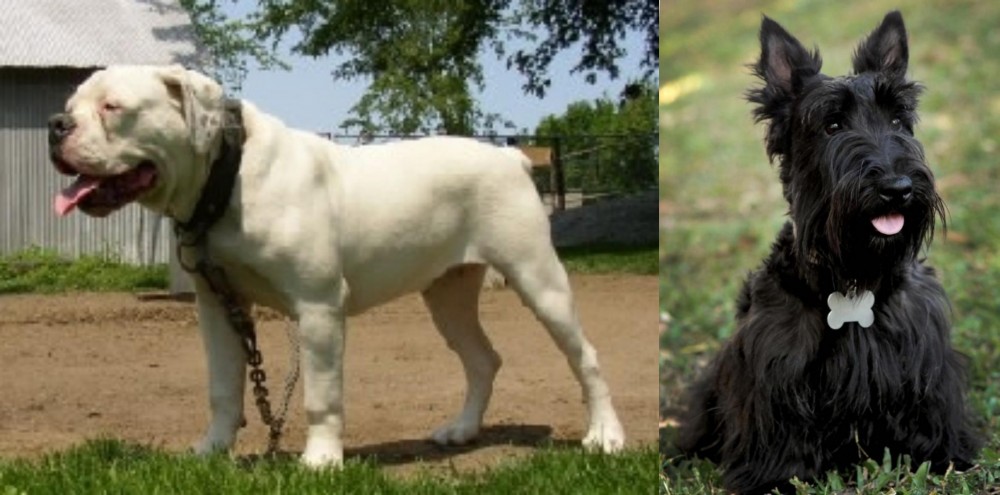 Scoland Terrier vs Hermes Bulldogge - Breed Comparison