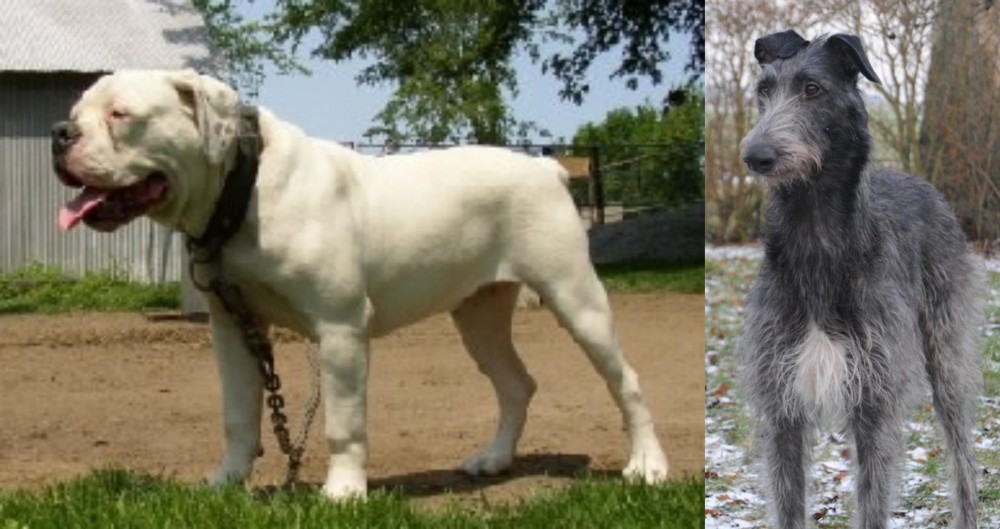 Scottish Deerhound vs Hermes Bulldogge - Breed Comparison