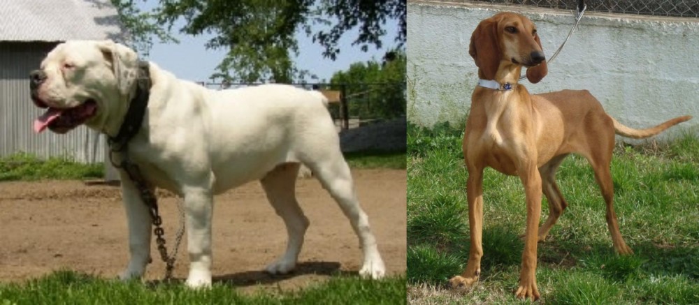Segugio Italiano vs Hermes Bulldogge - Breed Comparison