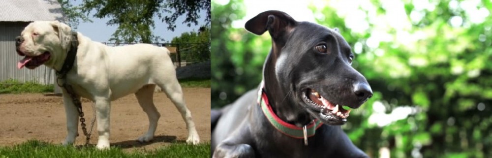Shepard Labrador vs Hermes Bulldogge - Breed Comparison