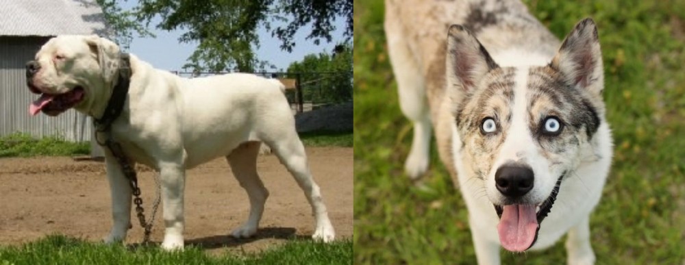 Shepherd Husky vs Hermes Bulldogge - Breed Comparison