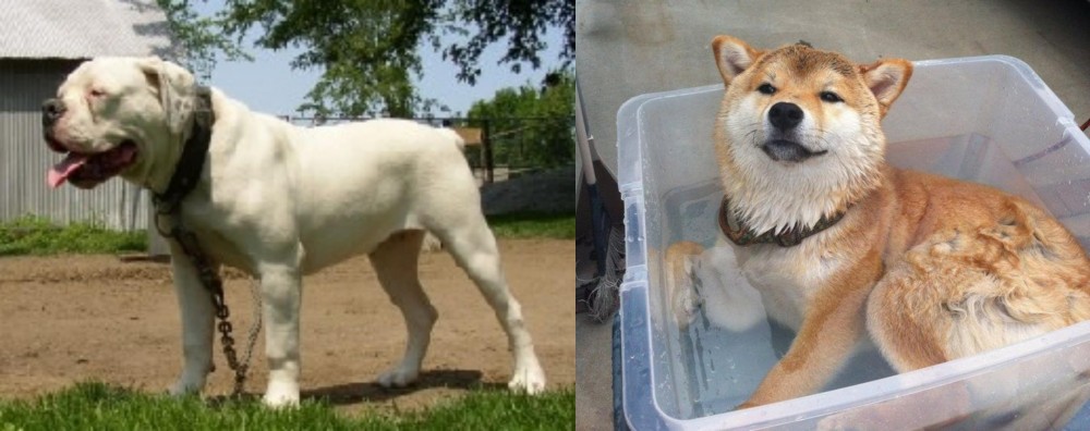 Shiba Inu vs Hermes Bulldogge - Breed Comparison
