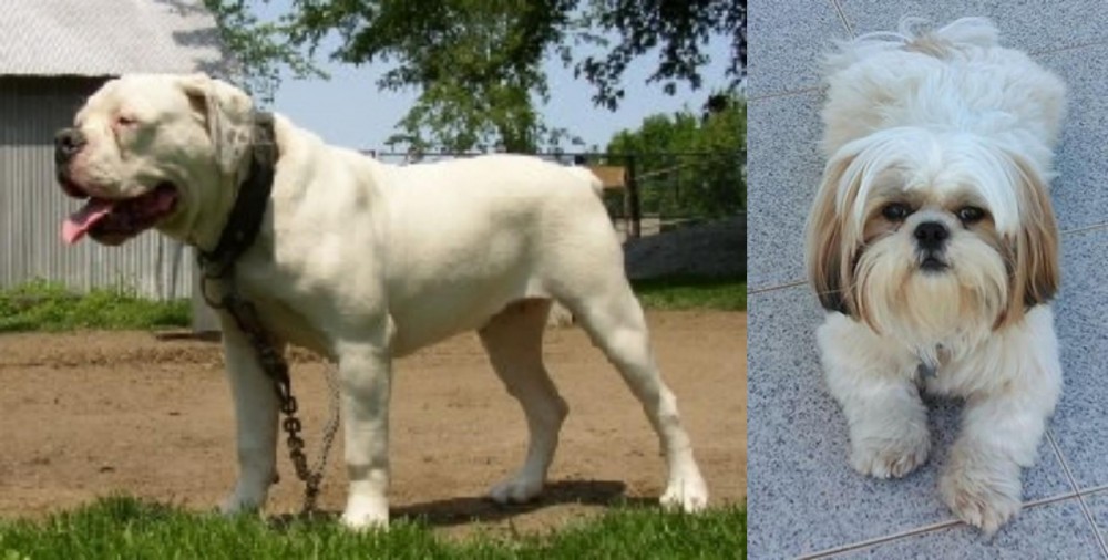 Shih Tzu vs Hermes Bulldogge - Breed Comparison