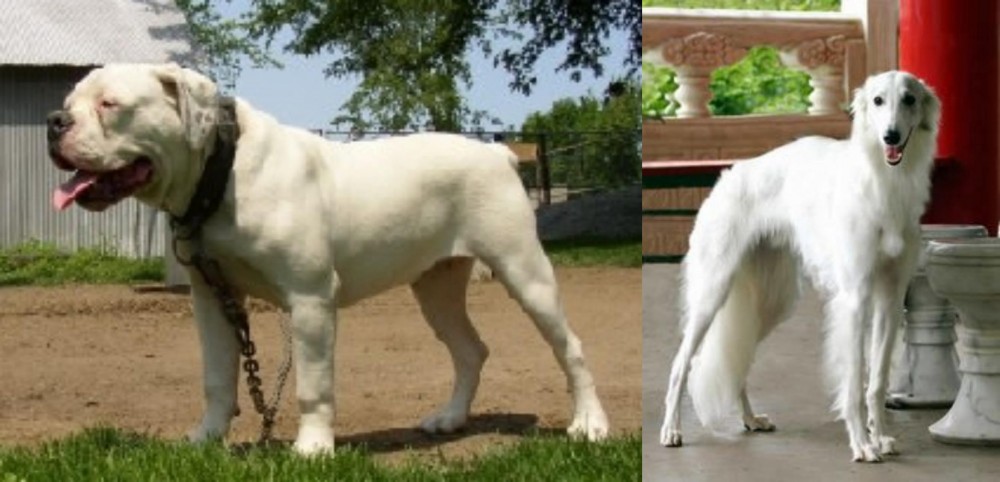 Silken Windhound vs Hermes Bulldogge - Breed Comparison
