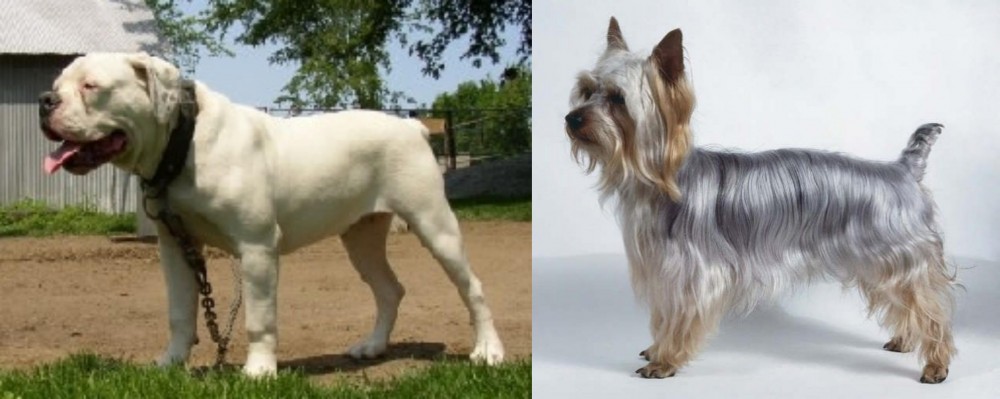 Silky Terrier vs Hermes Bulldogge - Breed Comparison