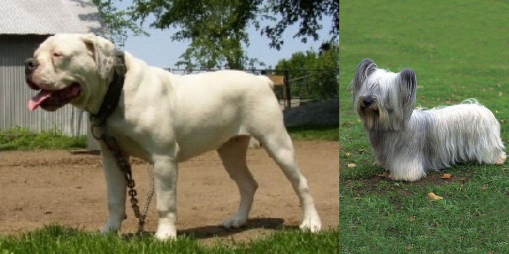 Skye Terrier vs Hermes Bulldogge - Breed Comparison