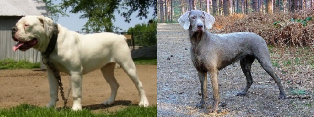 Slovensky Hrubosrsty Stavac vs Hermes Bulldogge - Breed Comparison