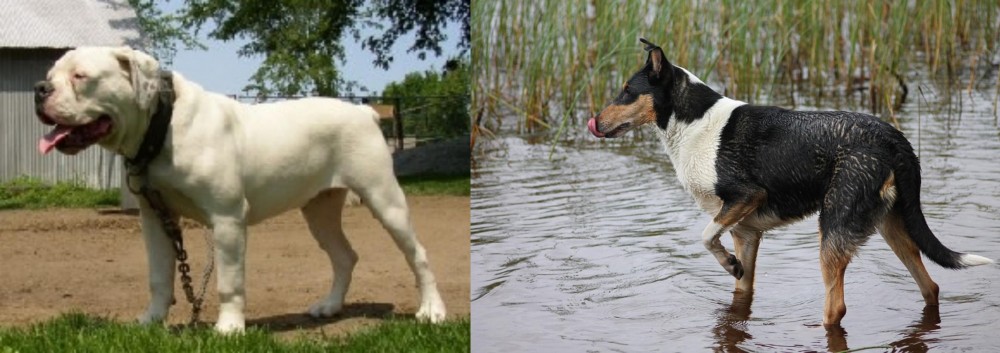 Smooth Collie vs Hermes Bulldogge - Breed Comparison