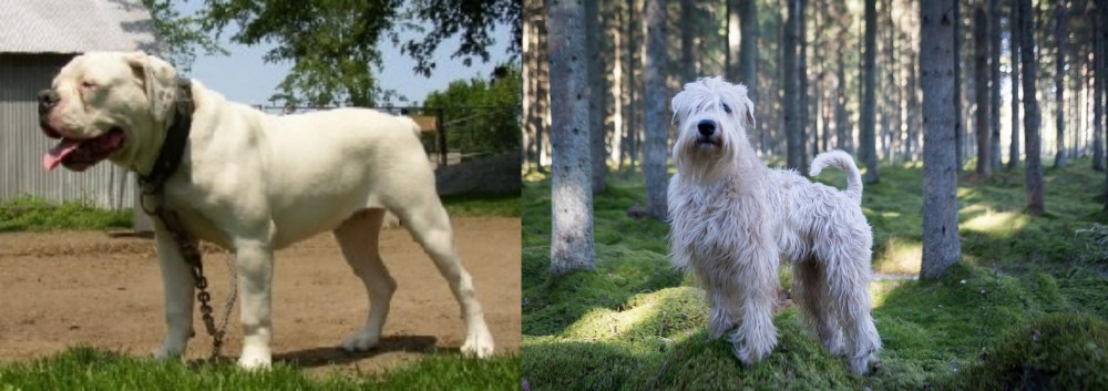 Soft-Coated Wheaten Terrier vs Hermes Bulldogge - Breed Comparison
