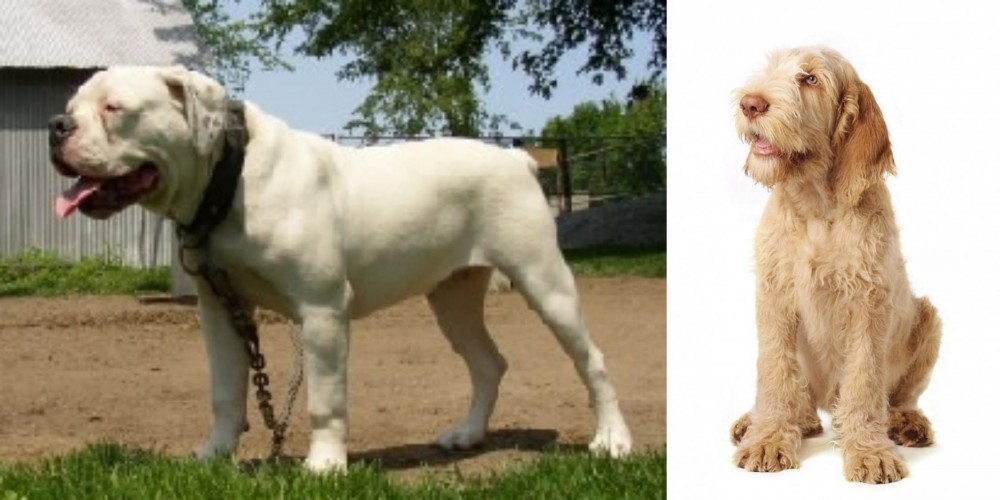 Spinone Italiano vs Hermes Bulldogge - Breed Comparison
