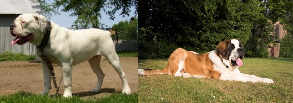 St. Bernard vs Hermes Bulldogge - Breed Comparison