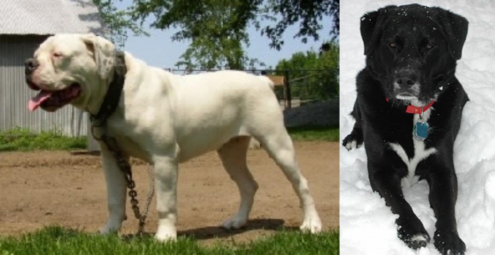 St. John's Water Dog vs Hermes Bulldogge - Breed Comparison