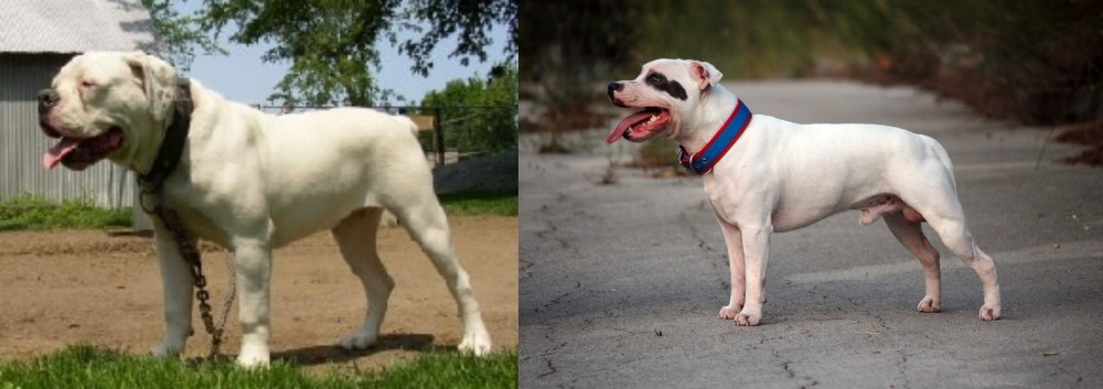 Staffordshire Bull Terrier vs Hermes Bulldogge - Breed Comparison