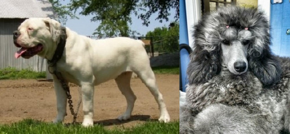 Standard Poodle vs Hermes Bulldogge - Breed Comparison