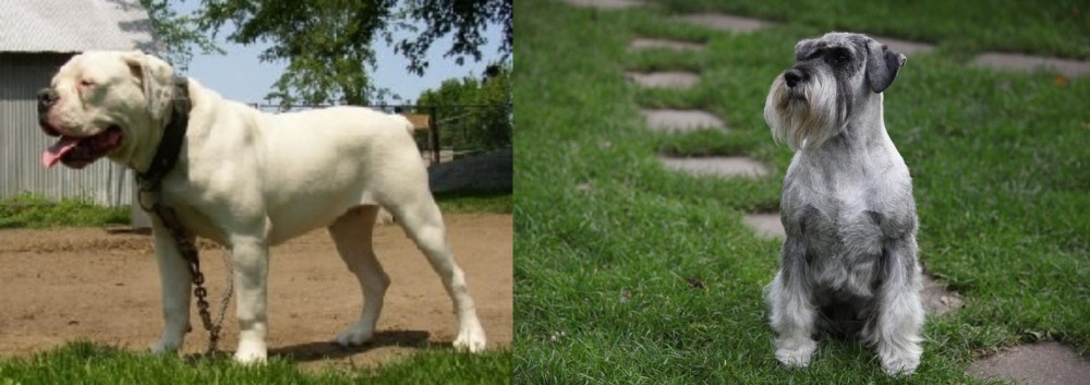 Standard Schnauzer vs Hermes Bulldogge - Breed Comparison