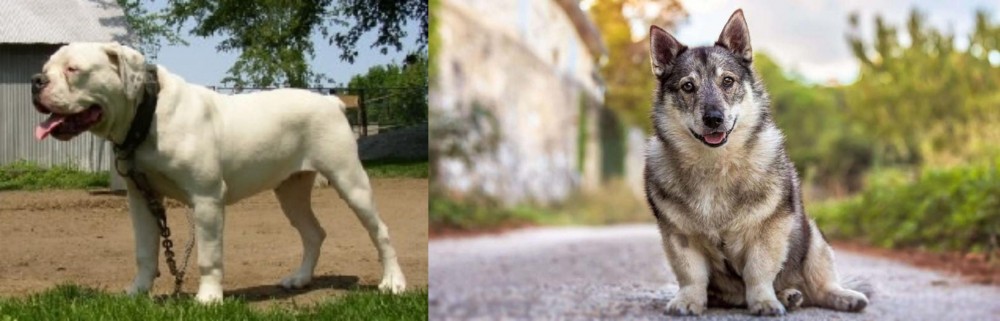 Swedish Vallhund vs Hermes Bulldogge - Breed Comparison
