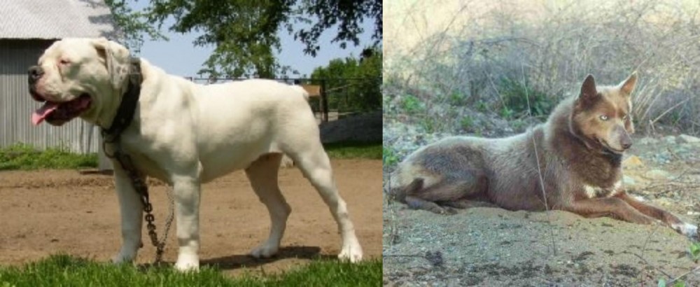 Tahltan Bear Dog vs Hermes Bulldogge - Breed Comparison