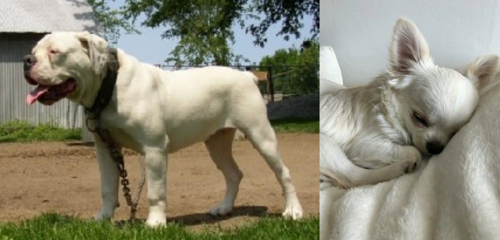 Tea Cup Chihuahua vs Hermes Bulldogge - Breed Comparison