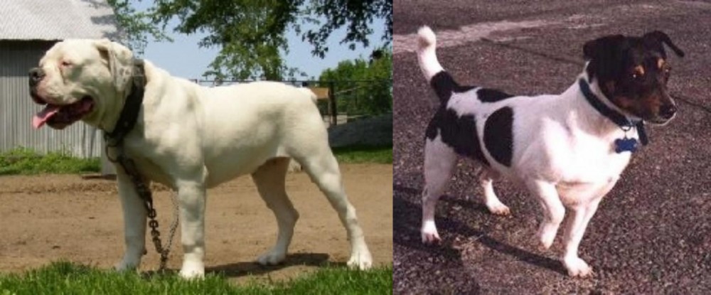 Teddy Roosevelt Terrier vs Hermes Bulldogge - Breed Comparison