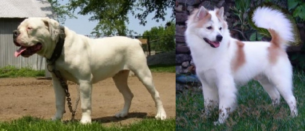 Thai Bangkaew vs Hermes Bulldogge - Breed Comparison