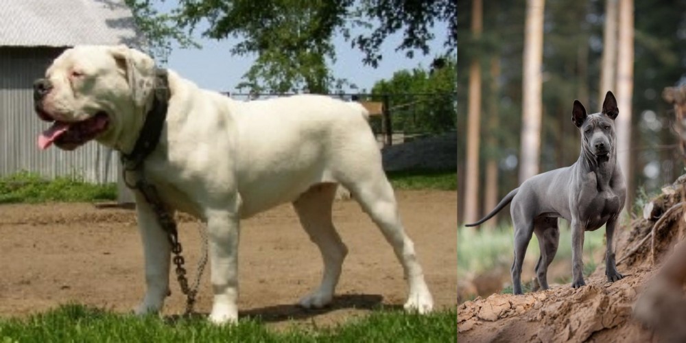 Thai Ridgeback vs Hermes Bulldogge - Breed Comparison