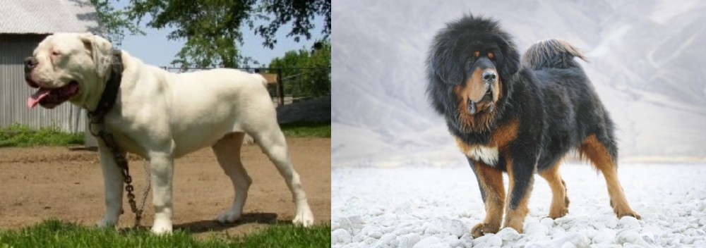Tibetan Mastiff vs Hermes Bulldogge - Breed Comparison