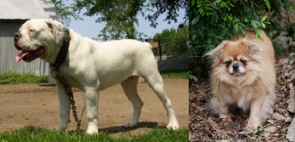 Tibetan Spaniel vs Hermes Bulldogge - Breed Comparison