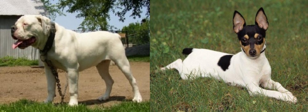 Toy Fox Terrier vs Hermes Bulldogge - Breed Comparison