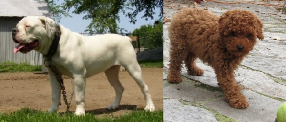 Toy Poodle vs Hermes Bulldogge - Breed Comparison