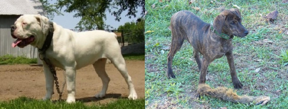 Treeing Cur vs Hermes Bulldogge - Breed Comparison