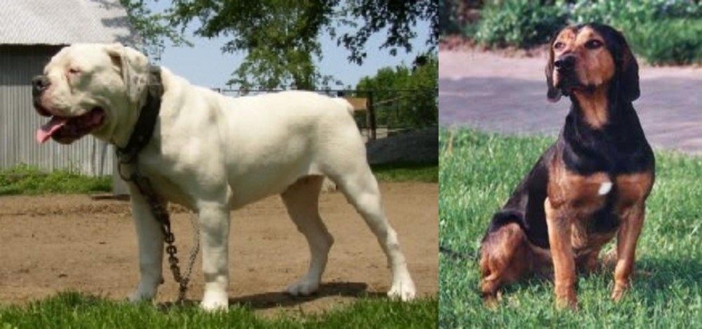 Tyrolean Hound vs Hermes Bulldogge - Breed Comparison