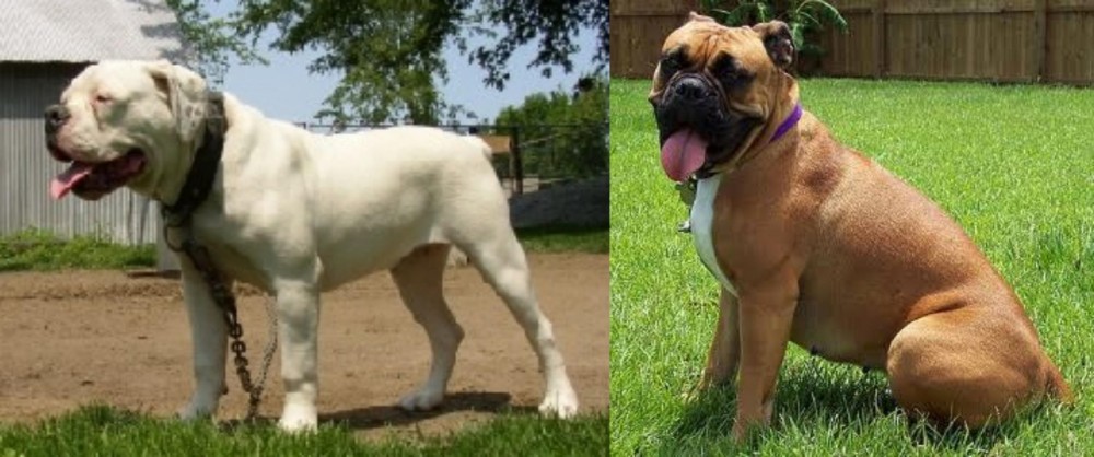 Valley Bulldog vs Hermes Bulldogge - Breed Comparison