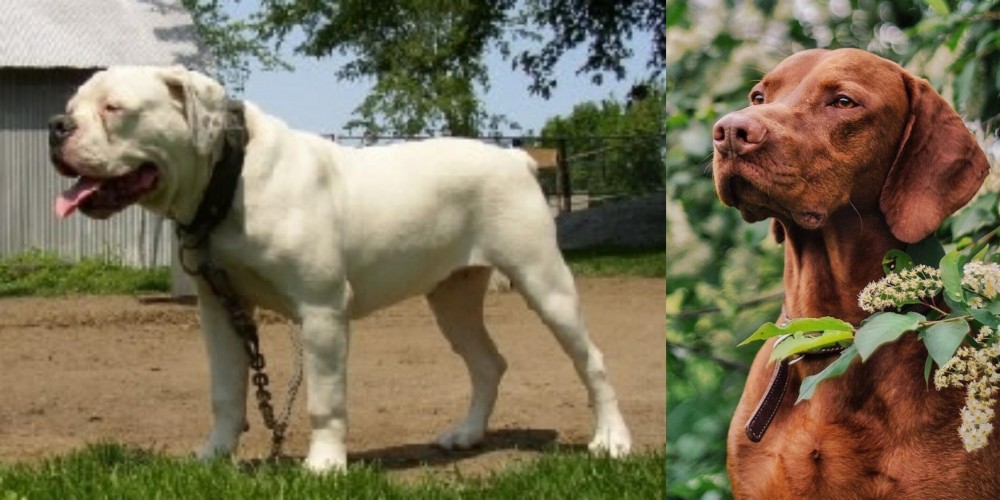 Vizsla vs Hermes Bulldogge - Breed Comparison