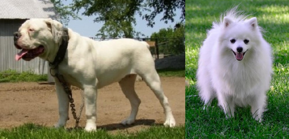 Volpino Italiano vs Hermes Bulldogge - Breed Comparison