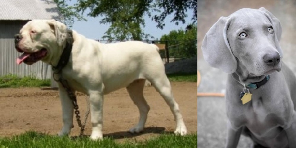 Weimaraner vs Hermes Bulldogge - Breed Comparison