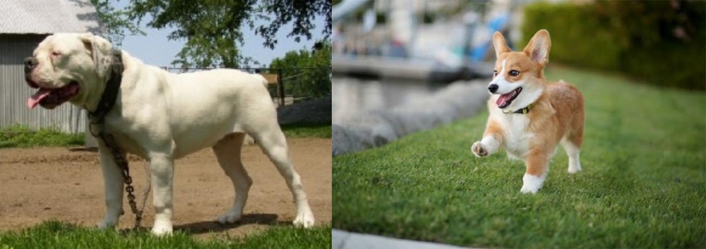 Welsh Corgi vs Hermes Bulldogge - Breed Comparison