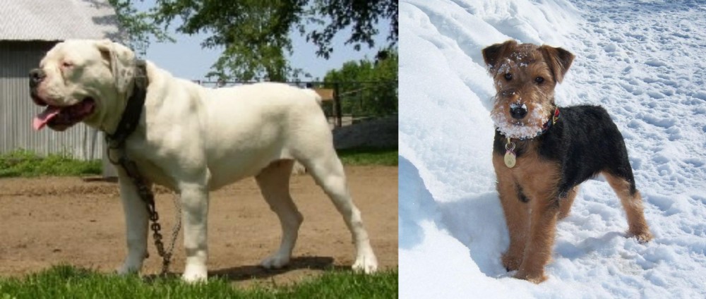 Welsh Terrier vs Hermes Bulldogge - Breed Comparison
