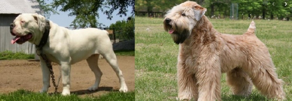 Wheaten Terrier vs Hermes Bulldogge - Breed Comparison