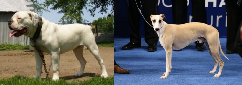 Whippet vs Hermes Bulldogge - Breed Comparison