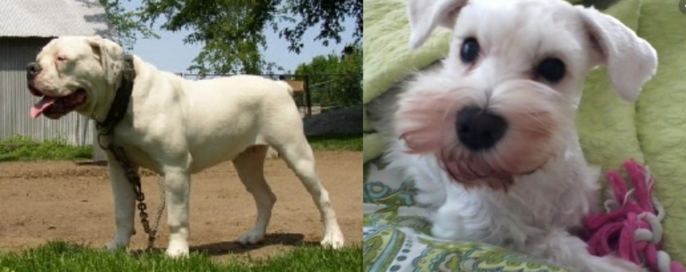 White Schnauzer vs Hermes Bulldogge - Breed Comparison