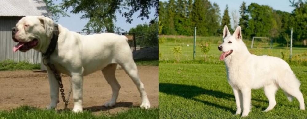 White Shepherd vs Hermes Bulldogge - Breed Comparison