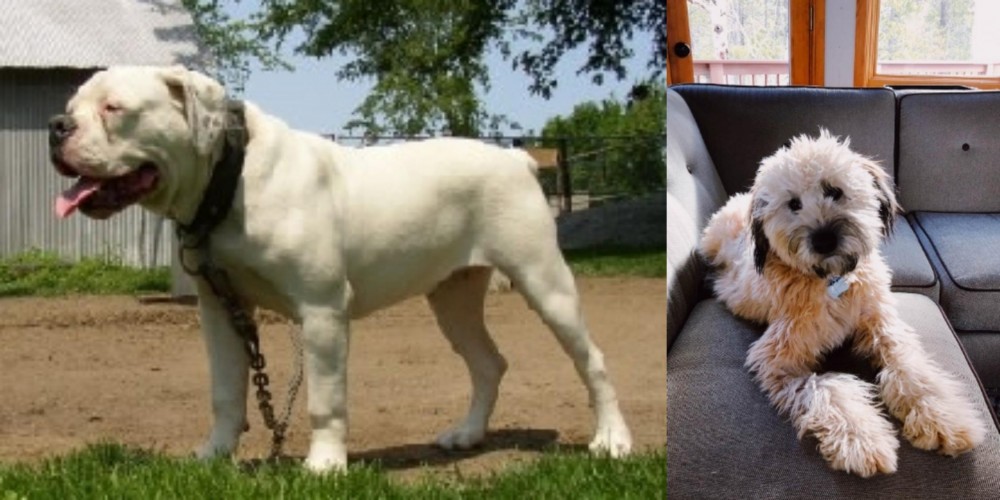 Whoodles vs Hermes Bulldogge - Breed Comparison