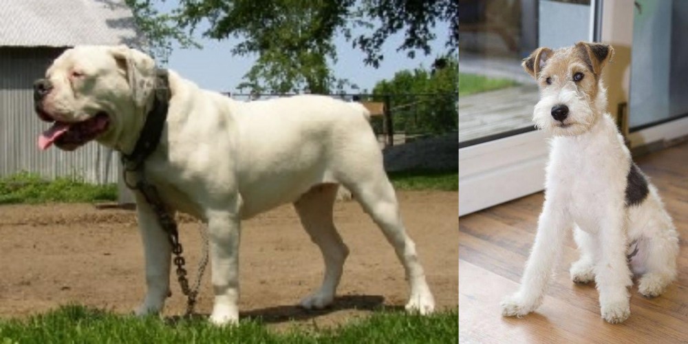 Wire Fox Terrier vs Hermes Bulldogge - Breed Comparison