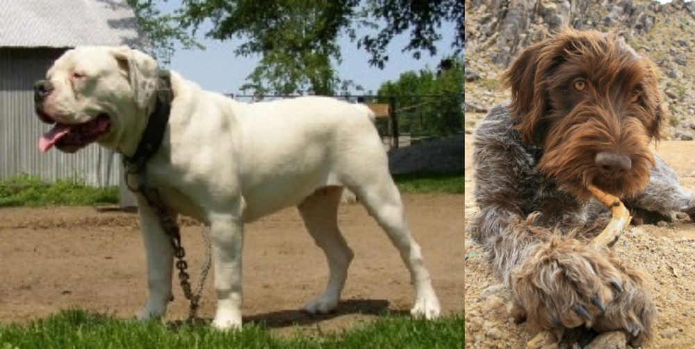 Wirehaired Pointing Griffon vs Hermes Bulldogge - Breed Comparison