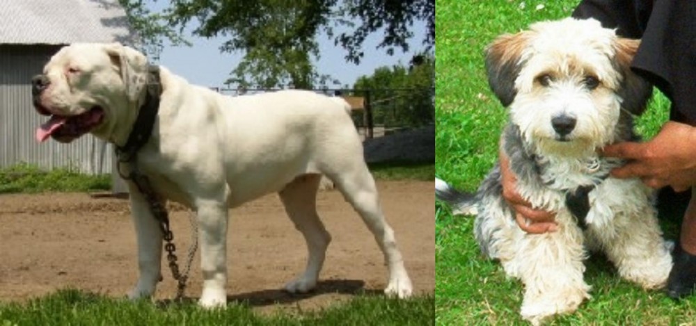 Yo-Chon vs Hermes Bulldogge - Breed Comparison