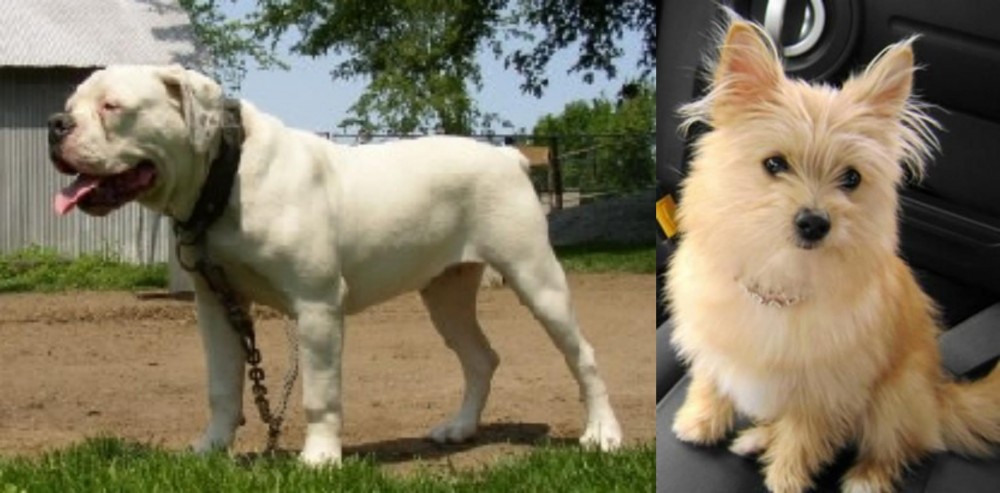 Yoranian vs Hermes Bulldogge - Breed Comparison