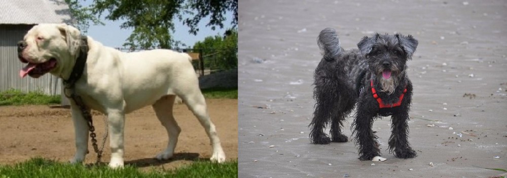 YorkiePoo vs Hermes Bulldogge - Breed Comparison